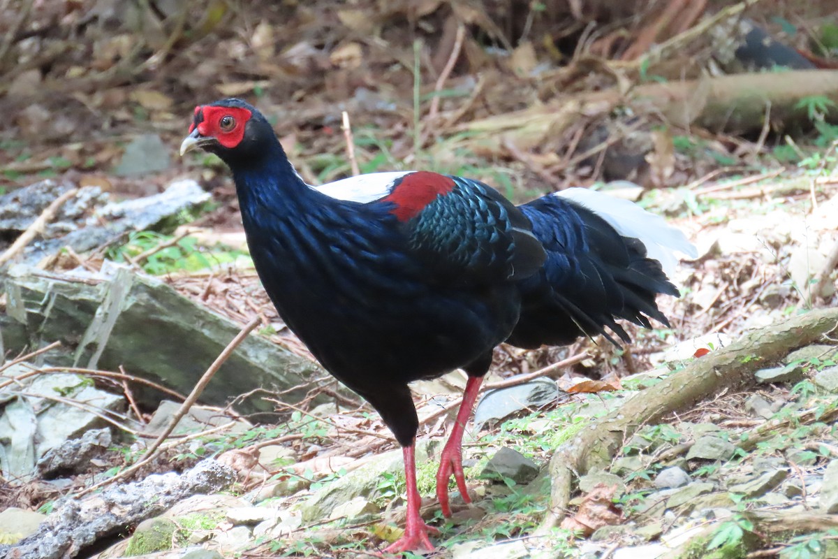 Swinhoe's Pheasant - ML642107979