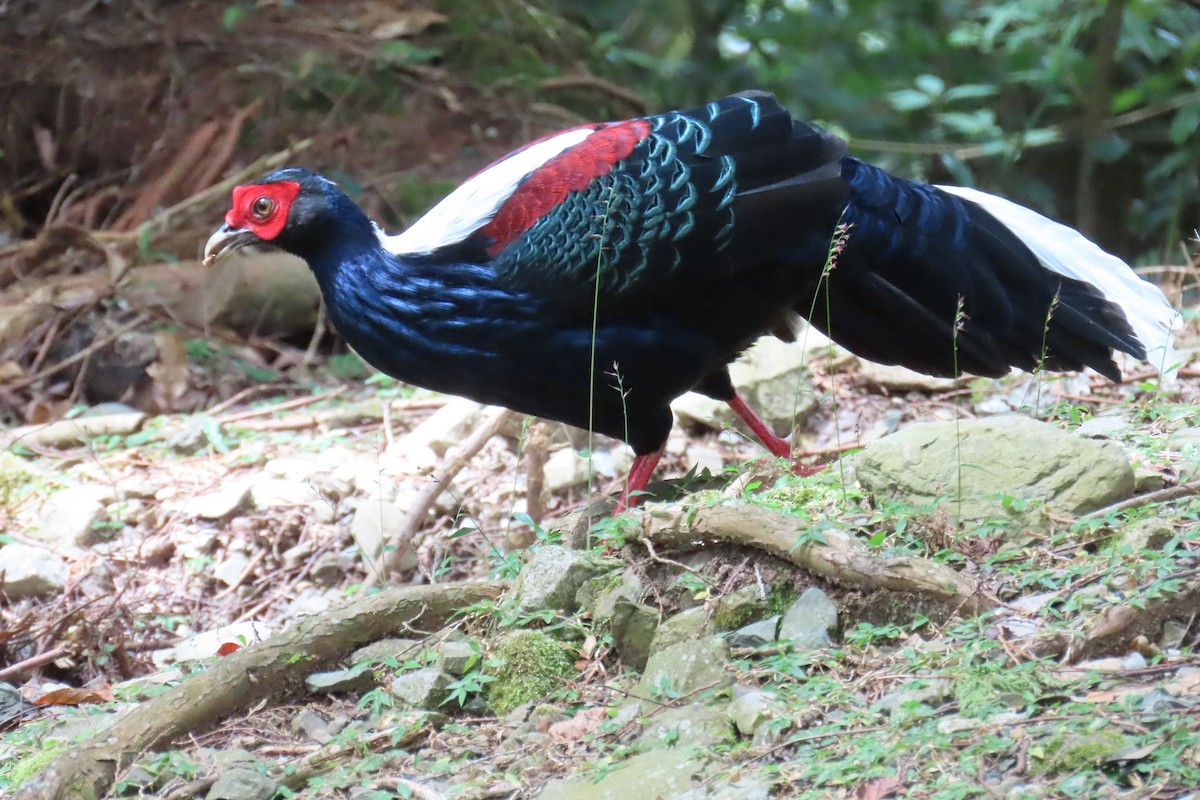 藍腹鷴 - ML642107983