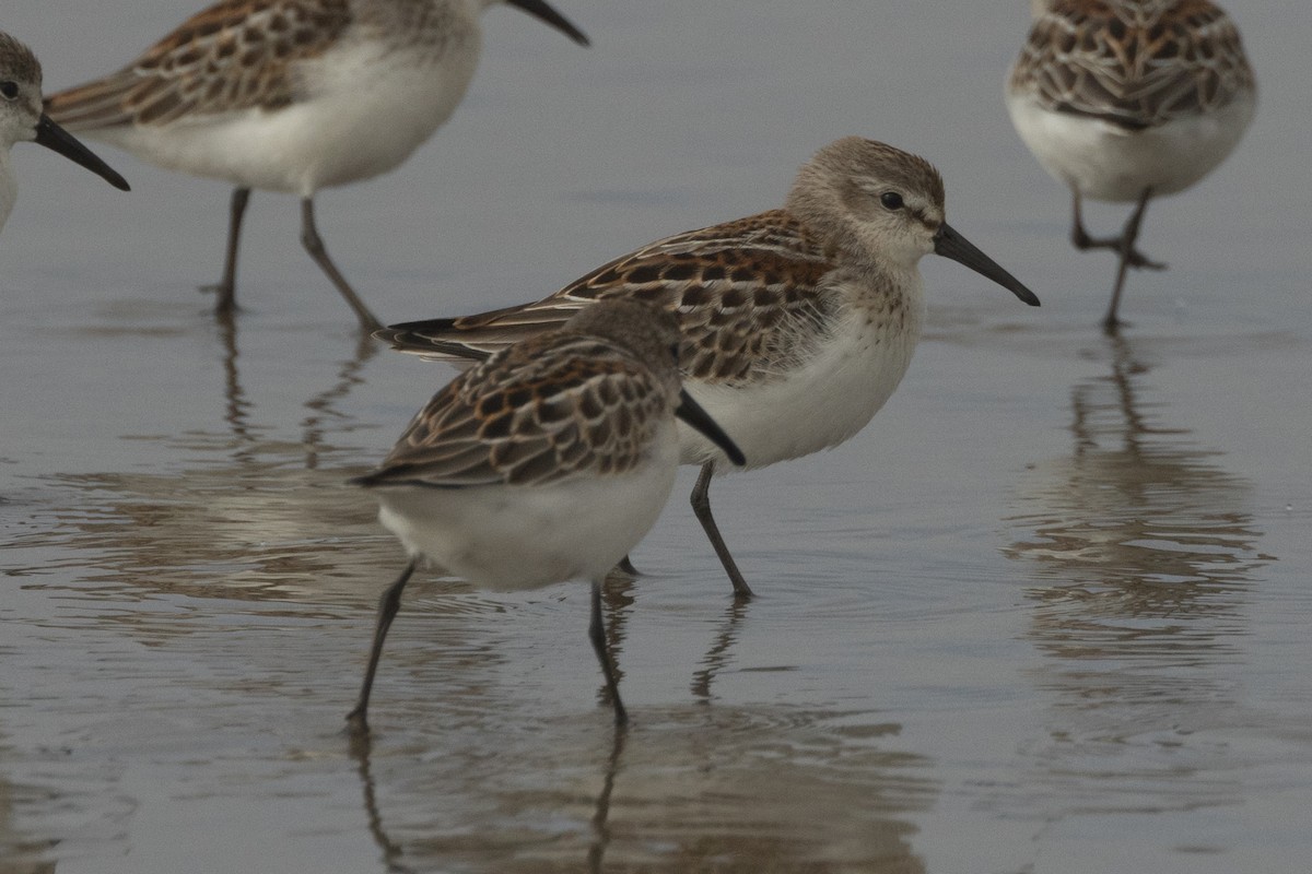 Western Sandpiper - ML642107987