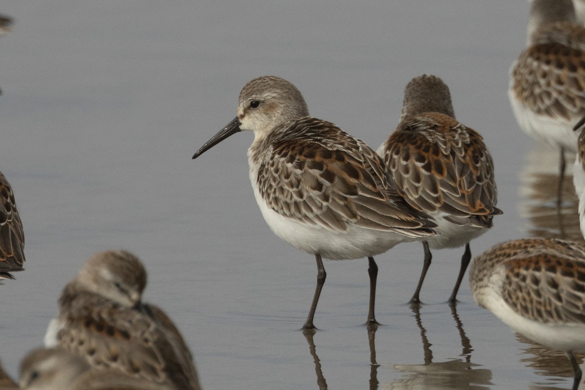 Western Sandpiper - ML642107988