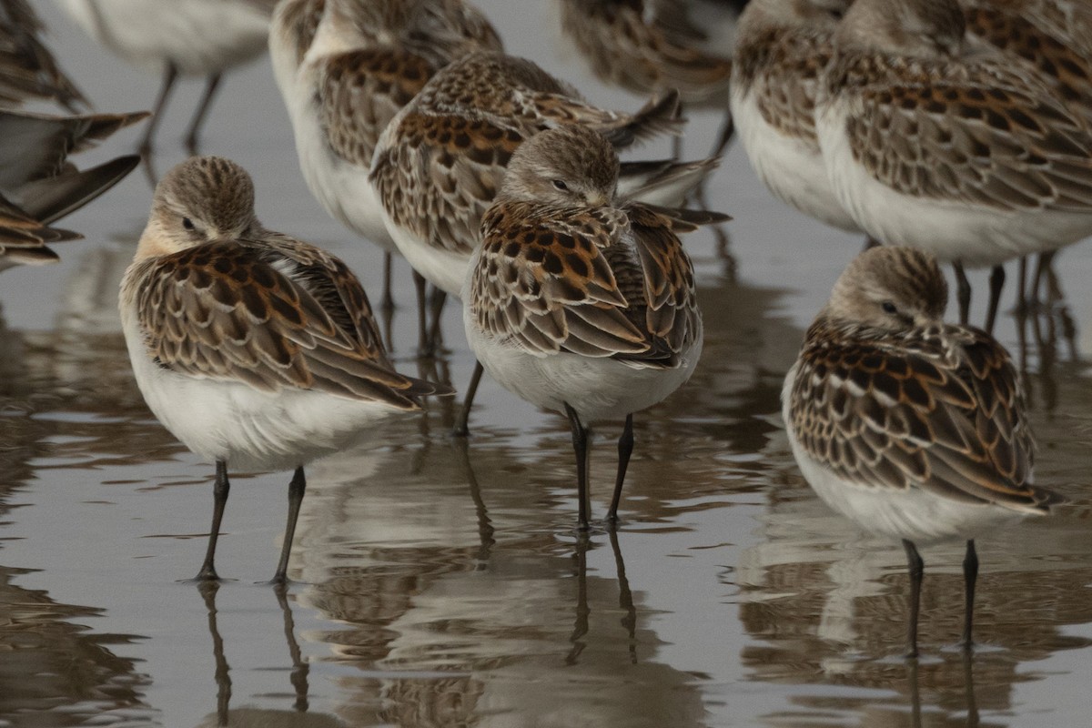Western Sandpiper - ML642107989