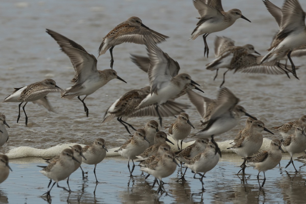 Western Sandpiper - ML642107990