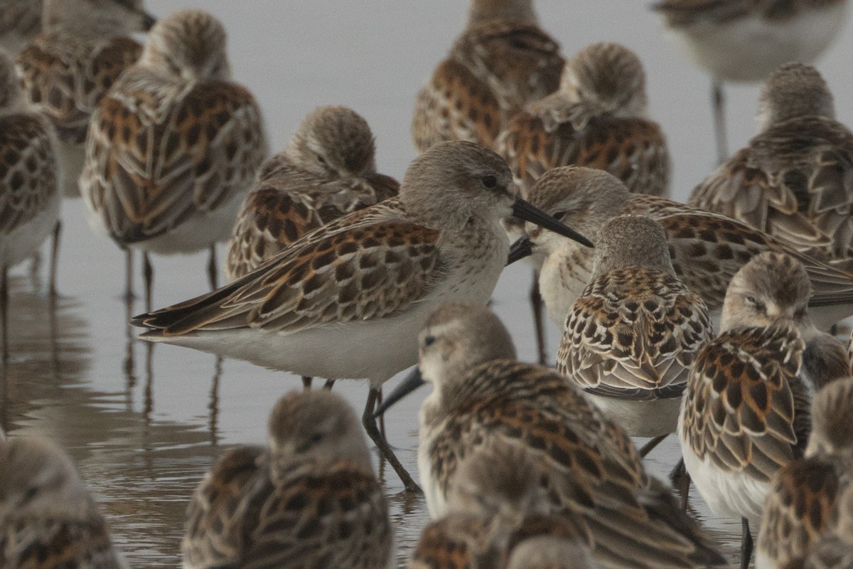 Western Sandpiper - ML642107991