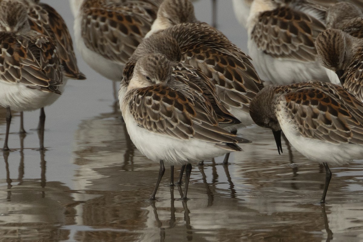 Western Sandpiper - ML642107992