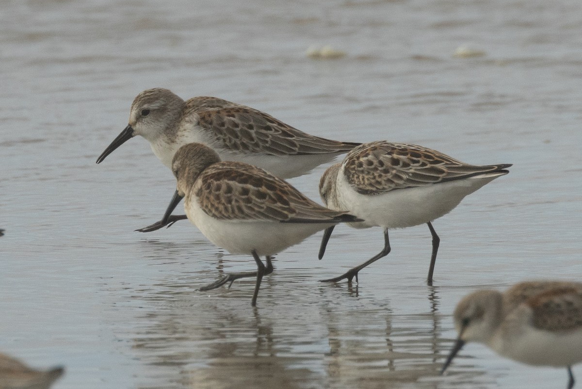 Western Sandpiper - ML642107993