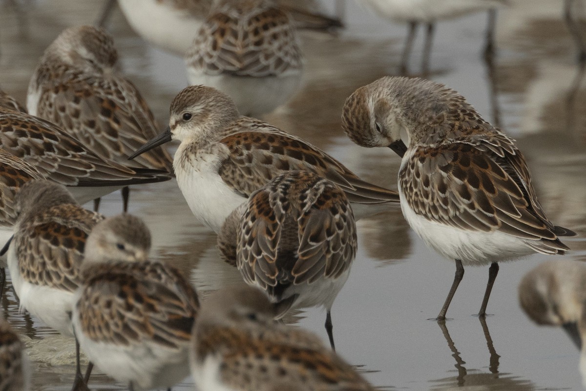 Western Sandpiper - ML642107994