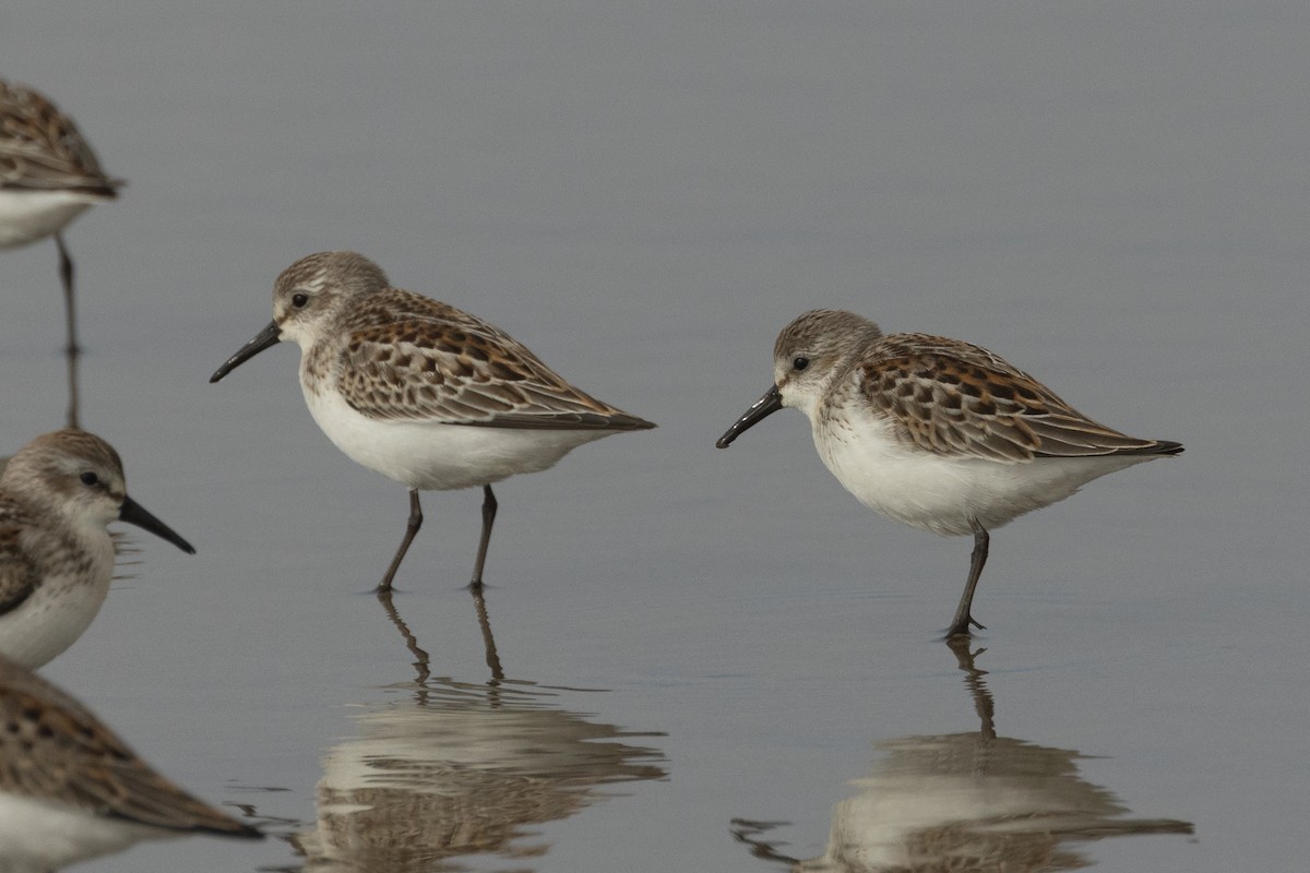 Western Sandpiper - ML642107995