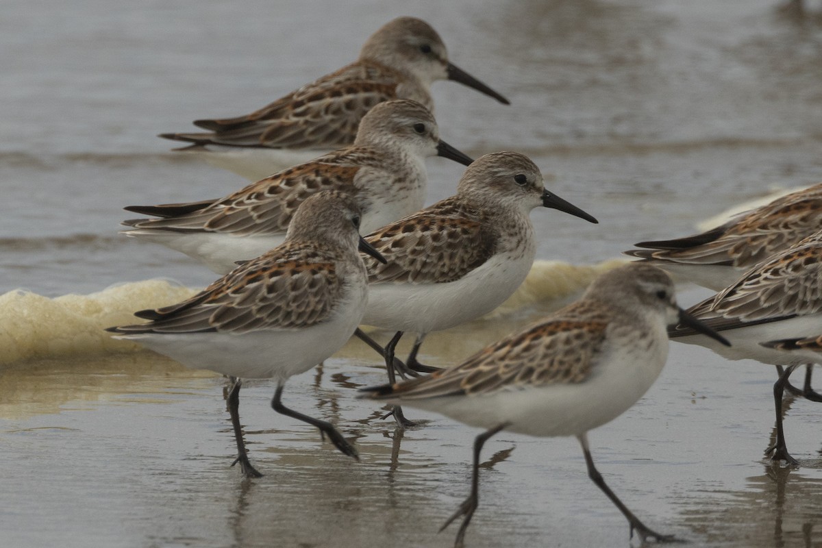 Western Sandpiper - ML642107996