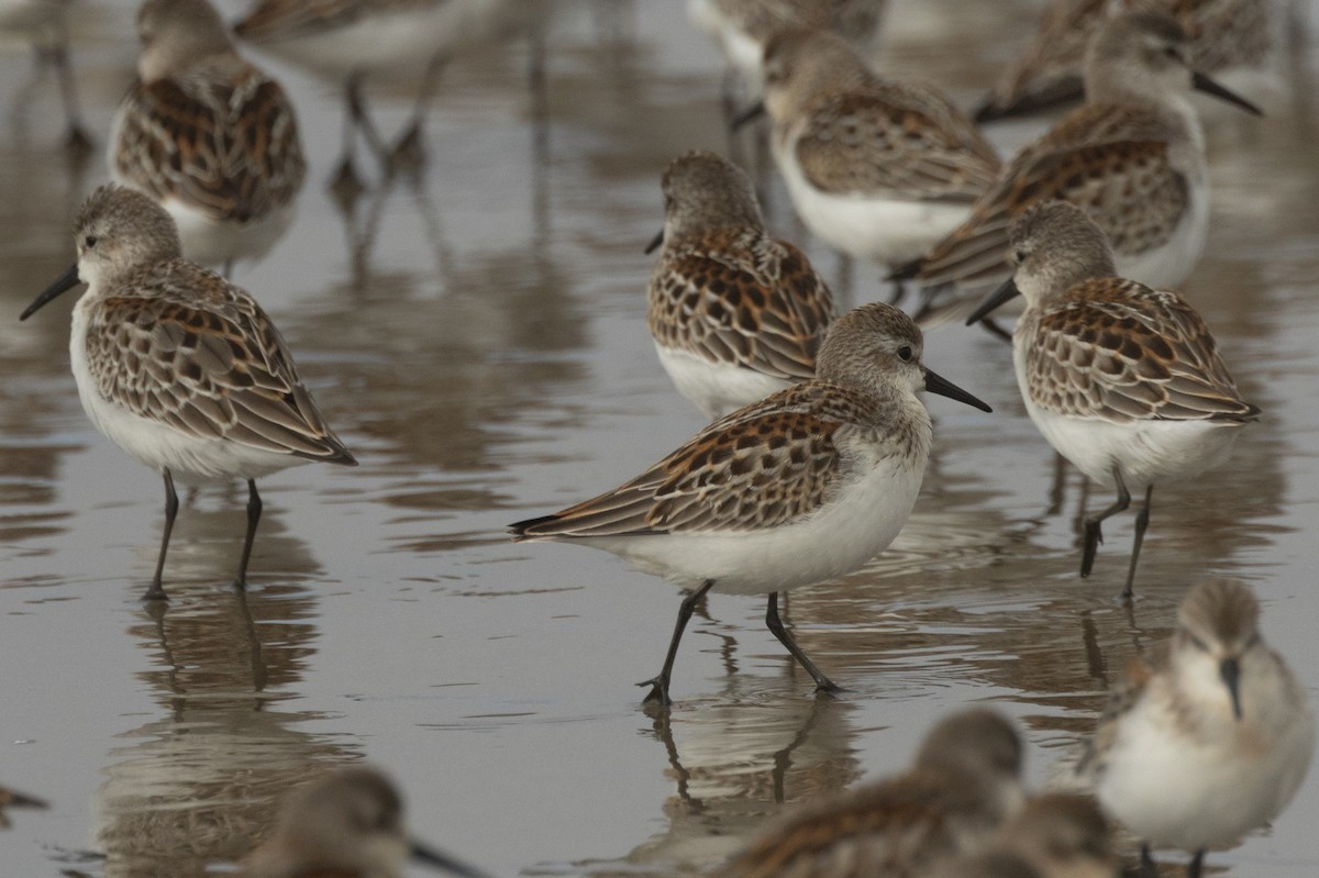 Western Sandpiper - ML642107997
