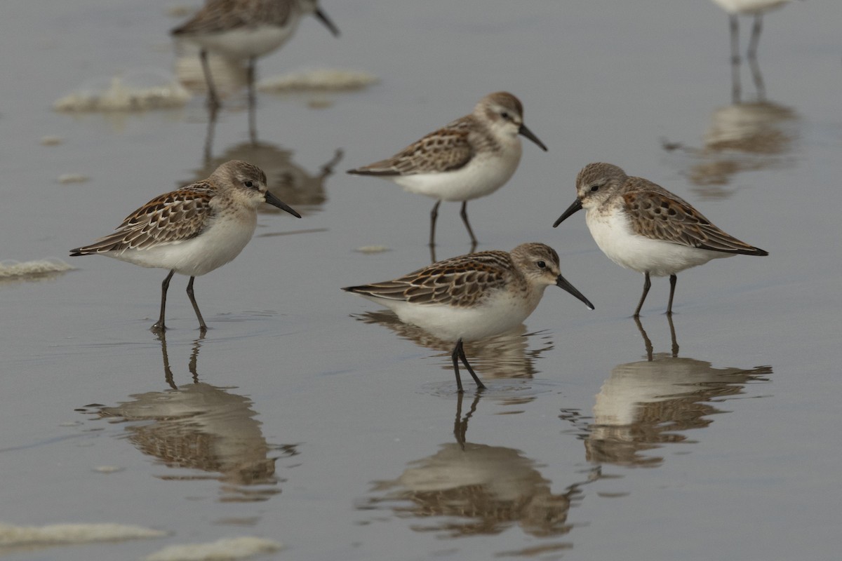 Western Sandpiper - ML642107998