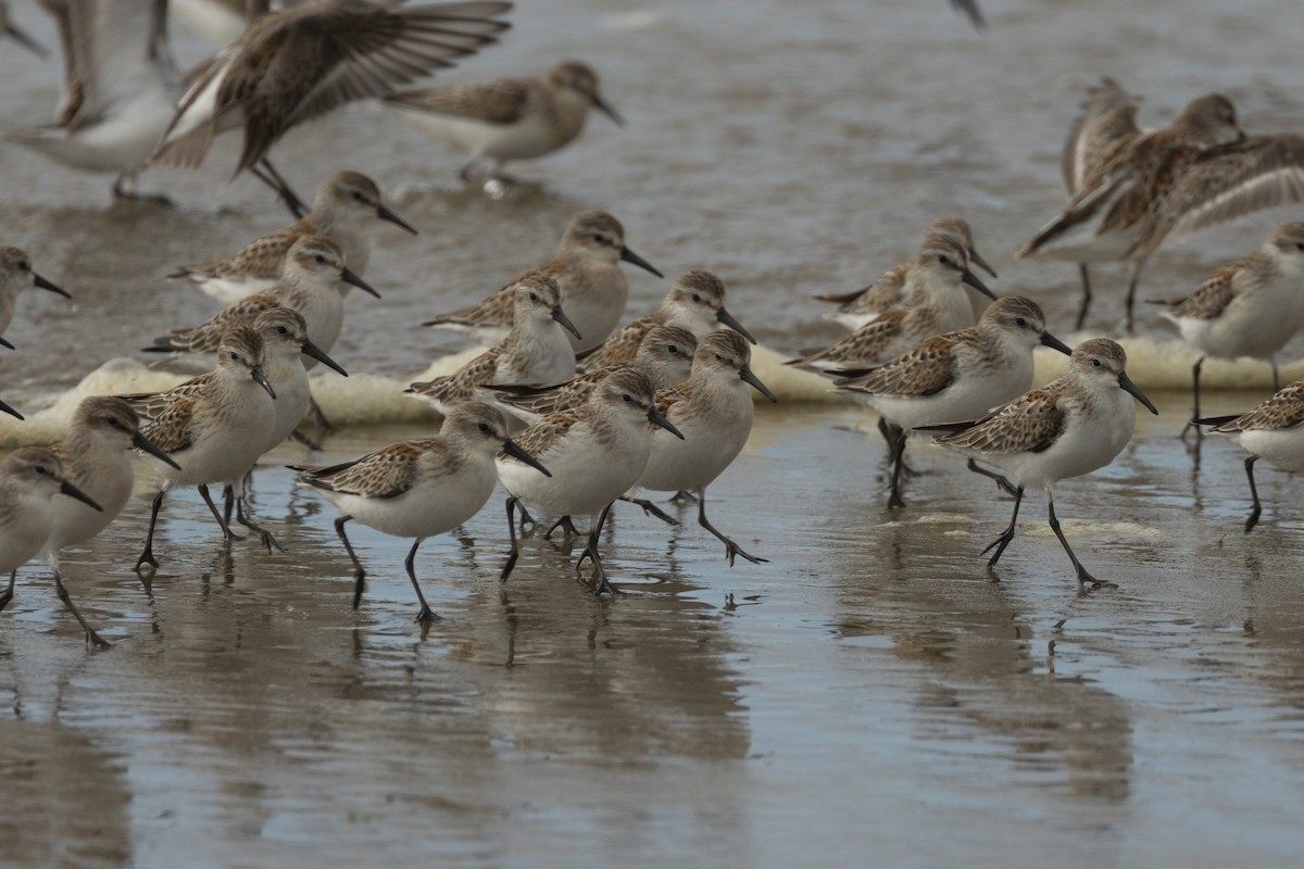 Western Sandpiper - ML642107999