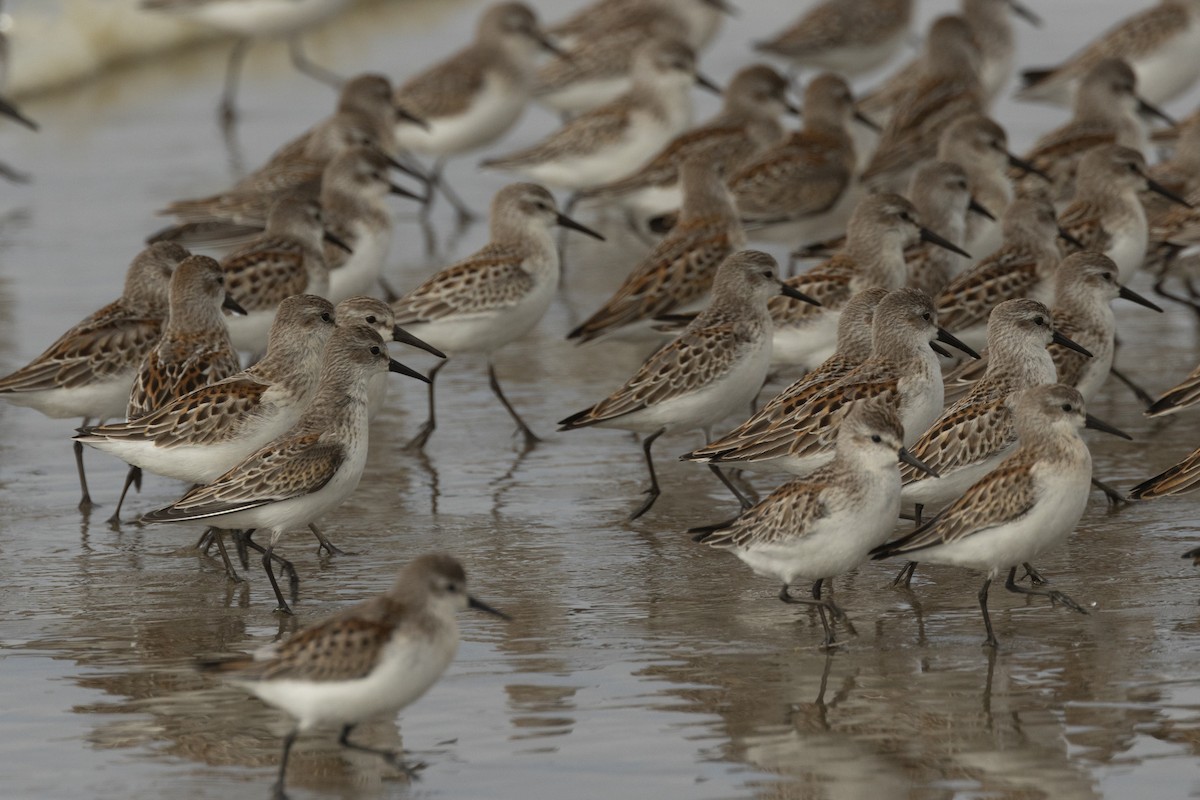 Western Sandpiper - ML642108000