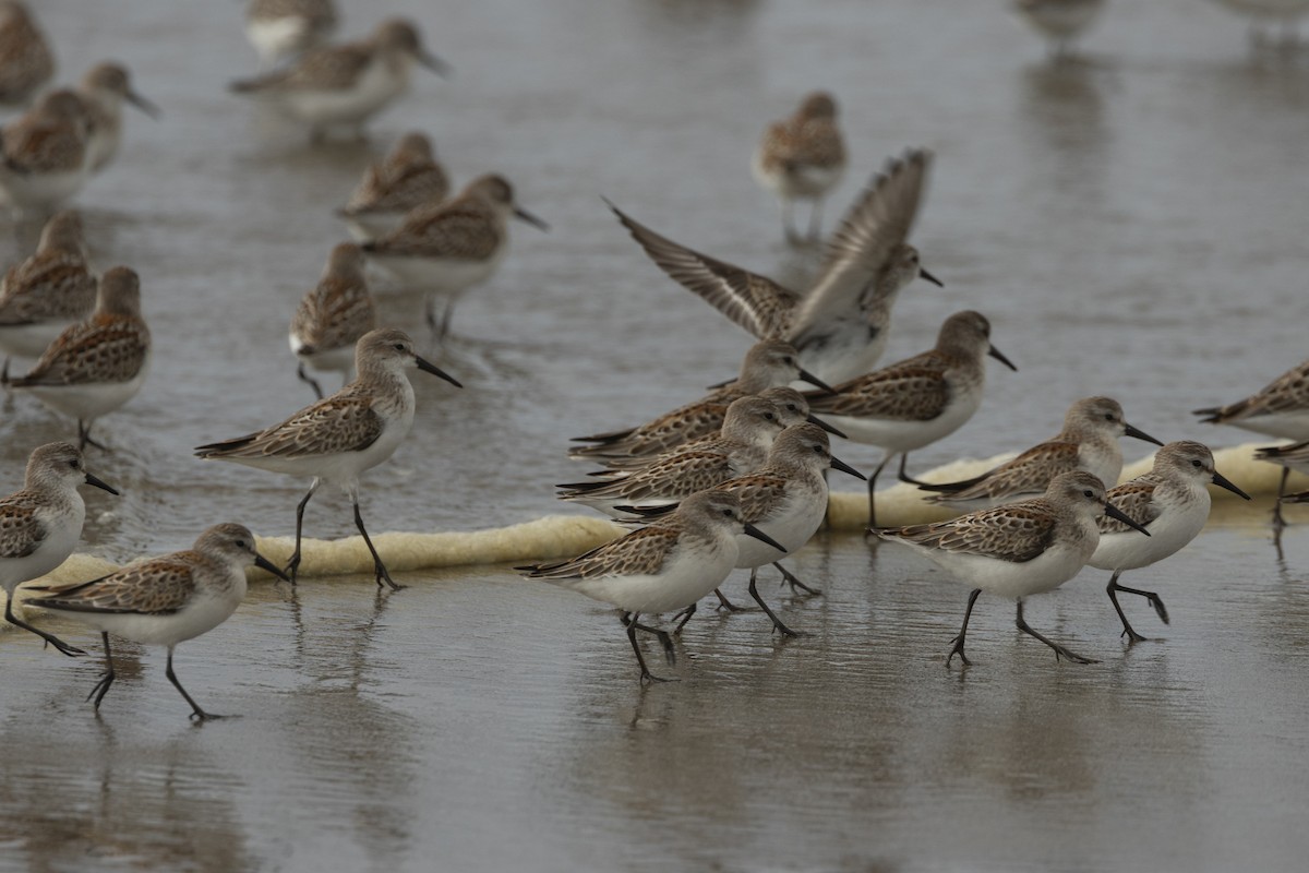 Western Sandpiper - ML642108001