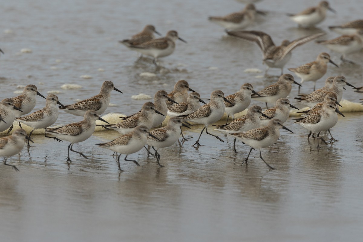 Western Sandpiper - ML642108002