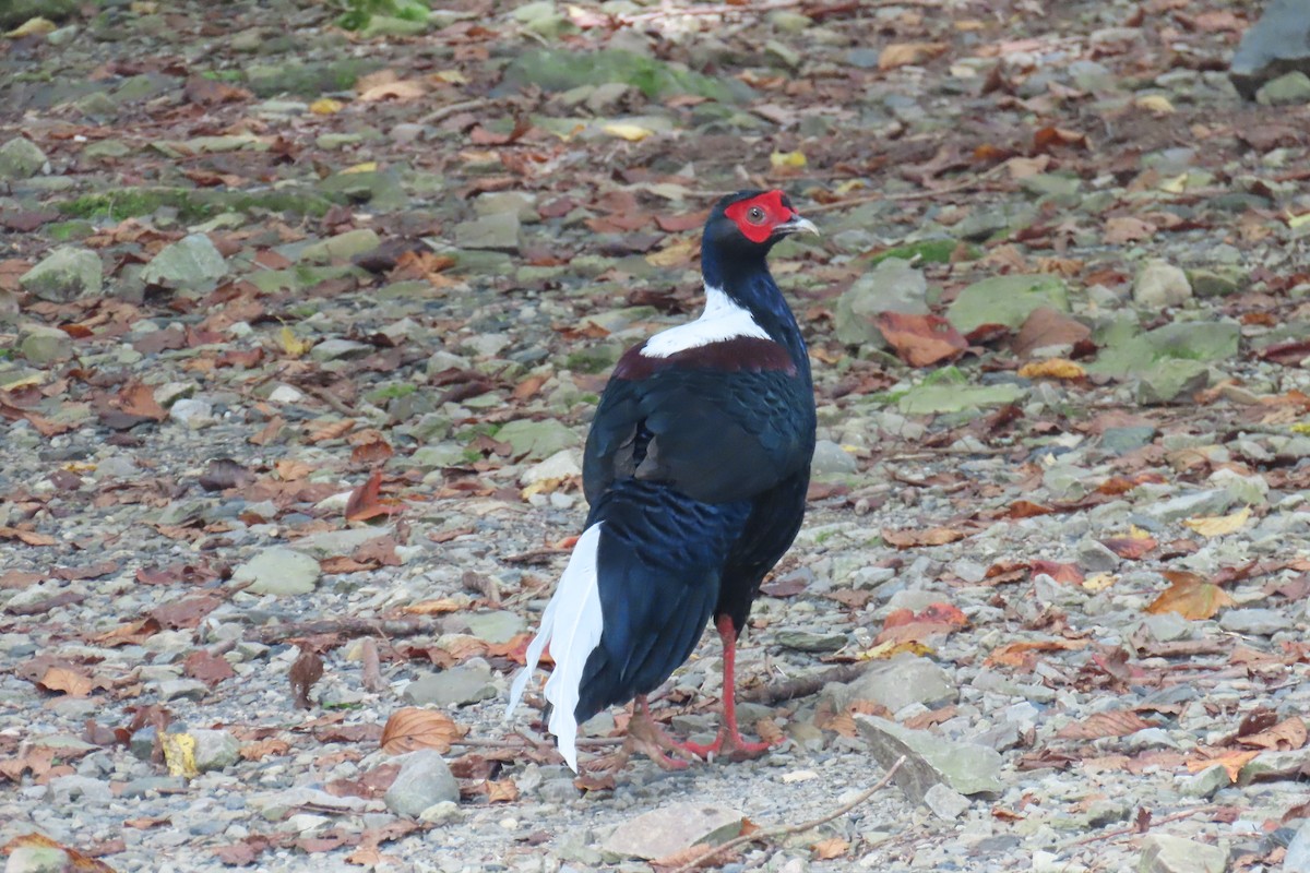 Swinhoe's Pheasant - ML642108009