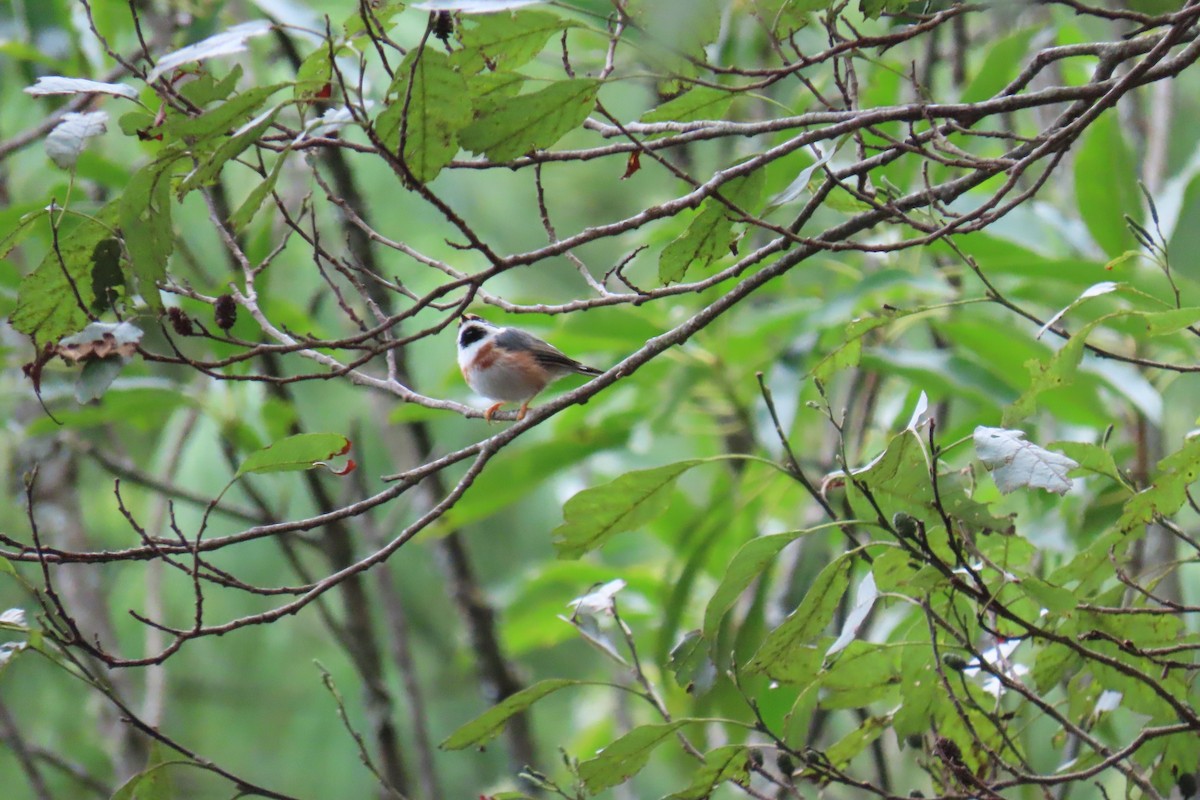 Black-throated Tit (Black-throated) - ML642108018