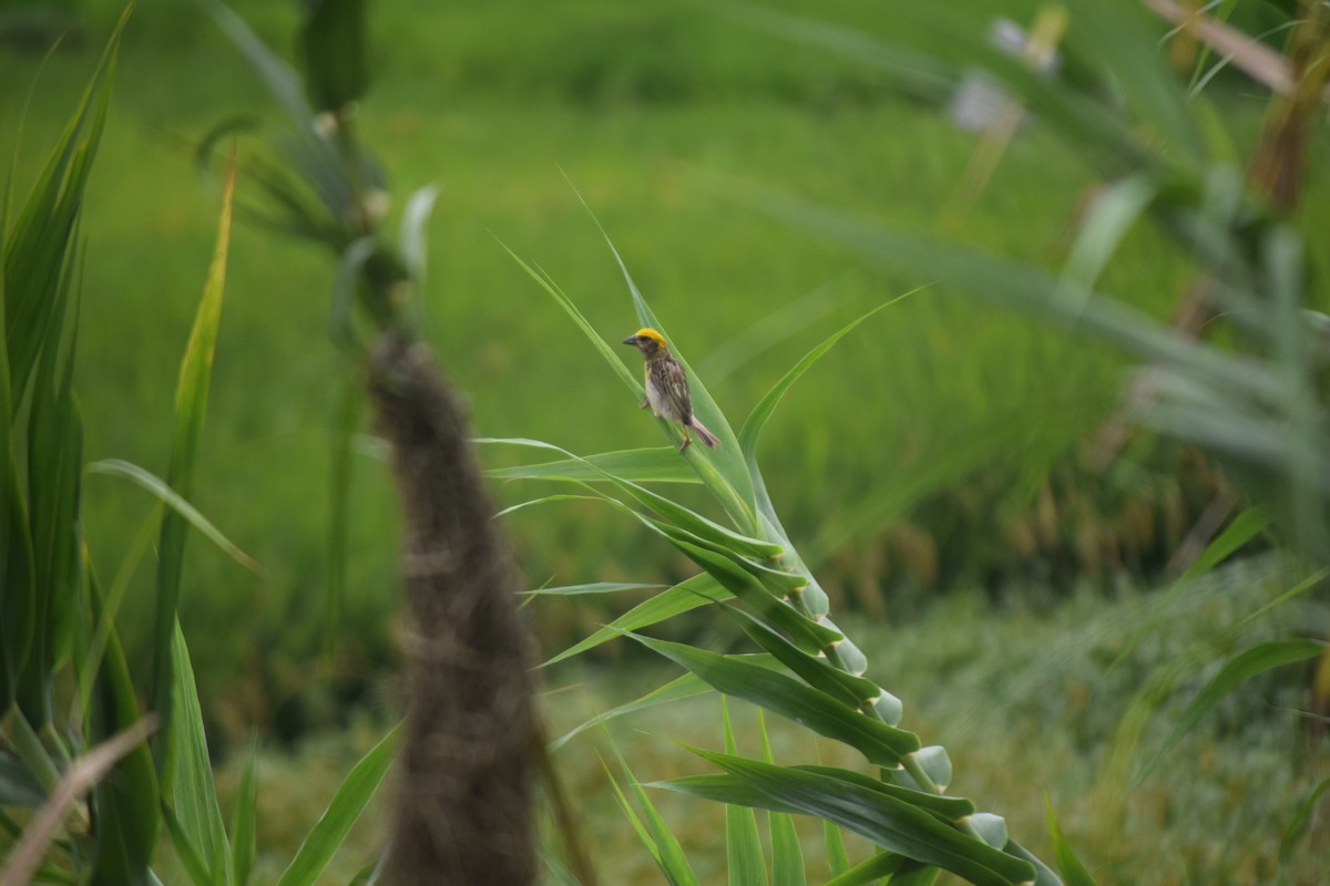 Baya Weaver - ML642108028