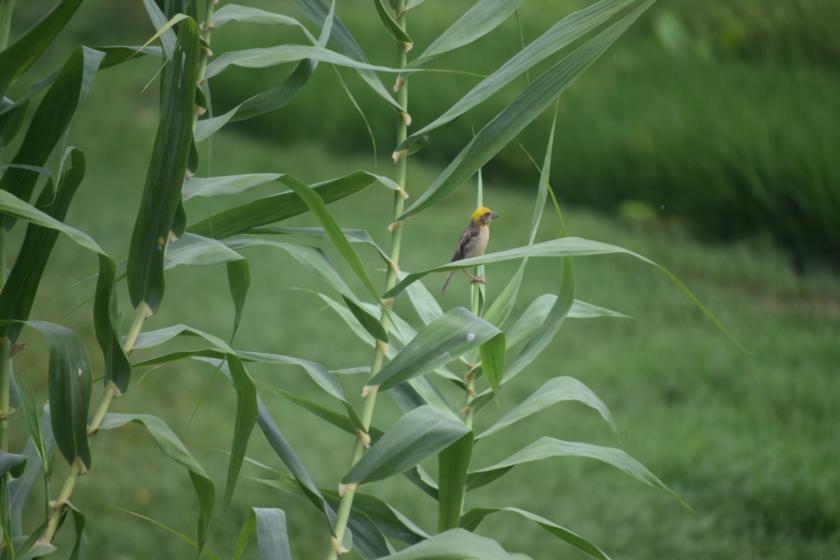 Baya Weaver - ML642108030
