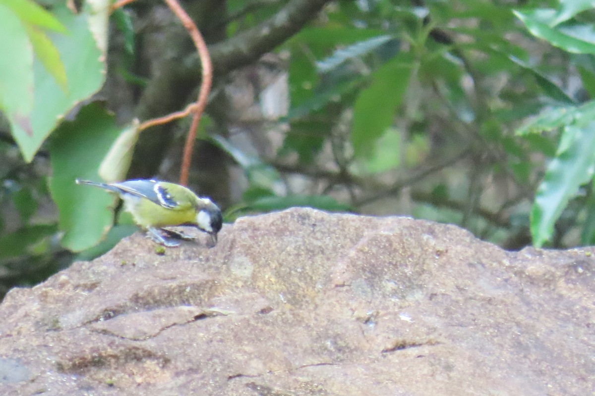 Green-backed Tit - ML642108034