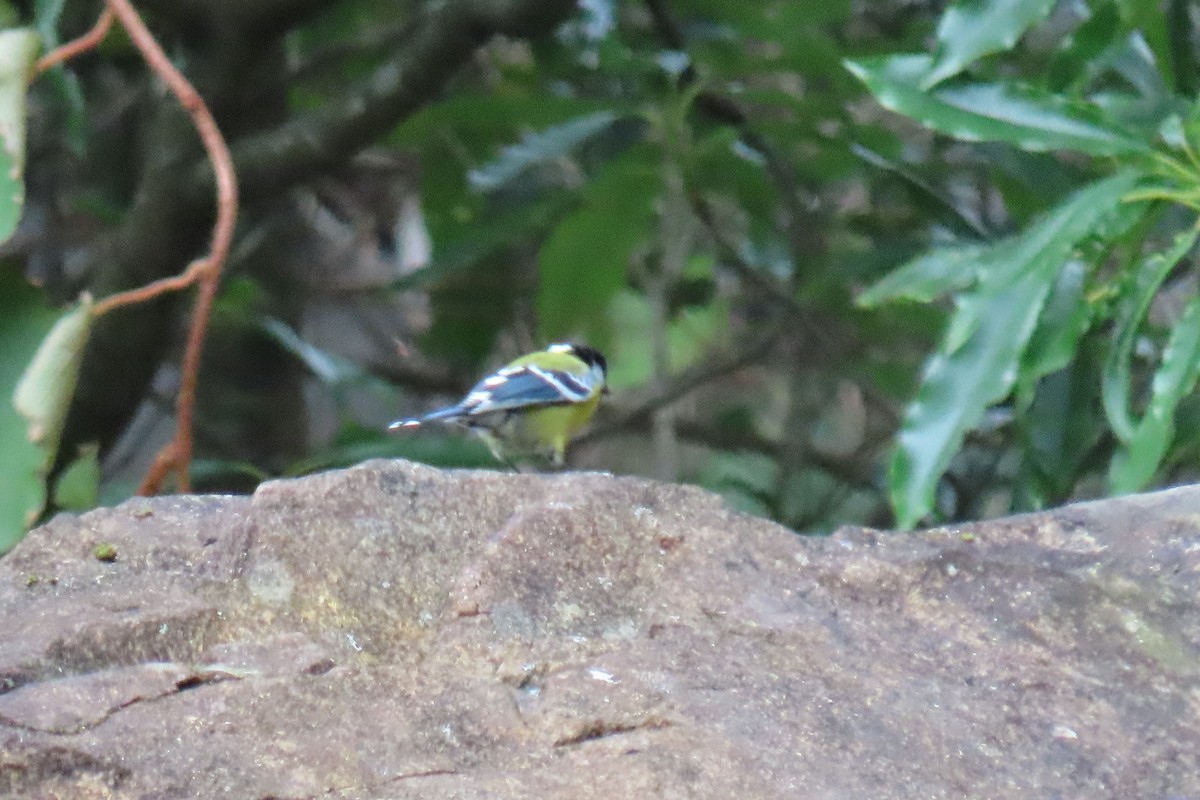 Green-backed Tit - ML642108037