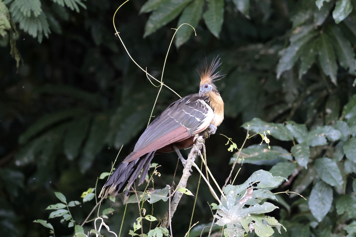 Hoatzin - ML642108039