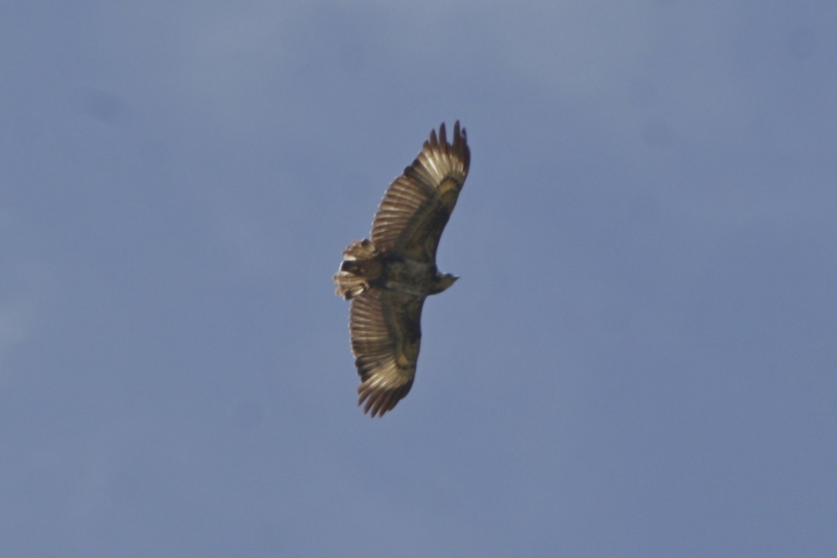 Black-chested Buzzard-Eagle - ML642108040