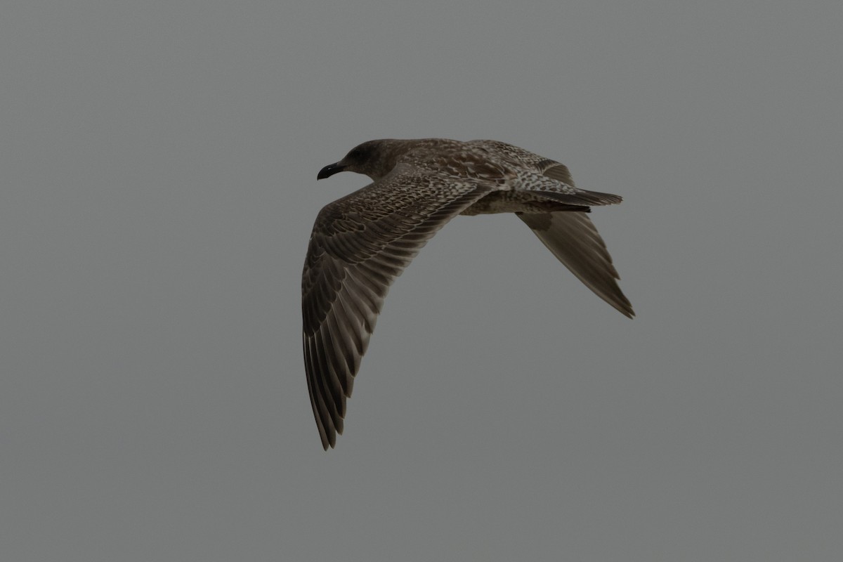 Western/Glaucous-winged Gull - ML642108042