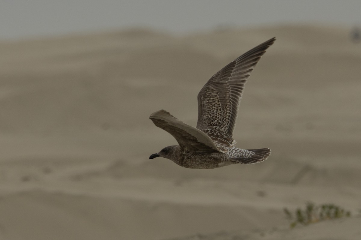 Western/Glaucous-winged Gull - ML642108043