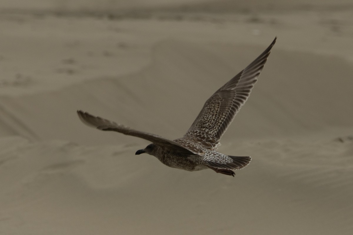 Western/Glaucous-winged Gull - ML642108044