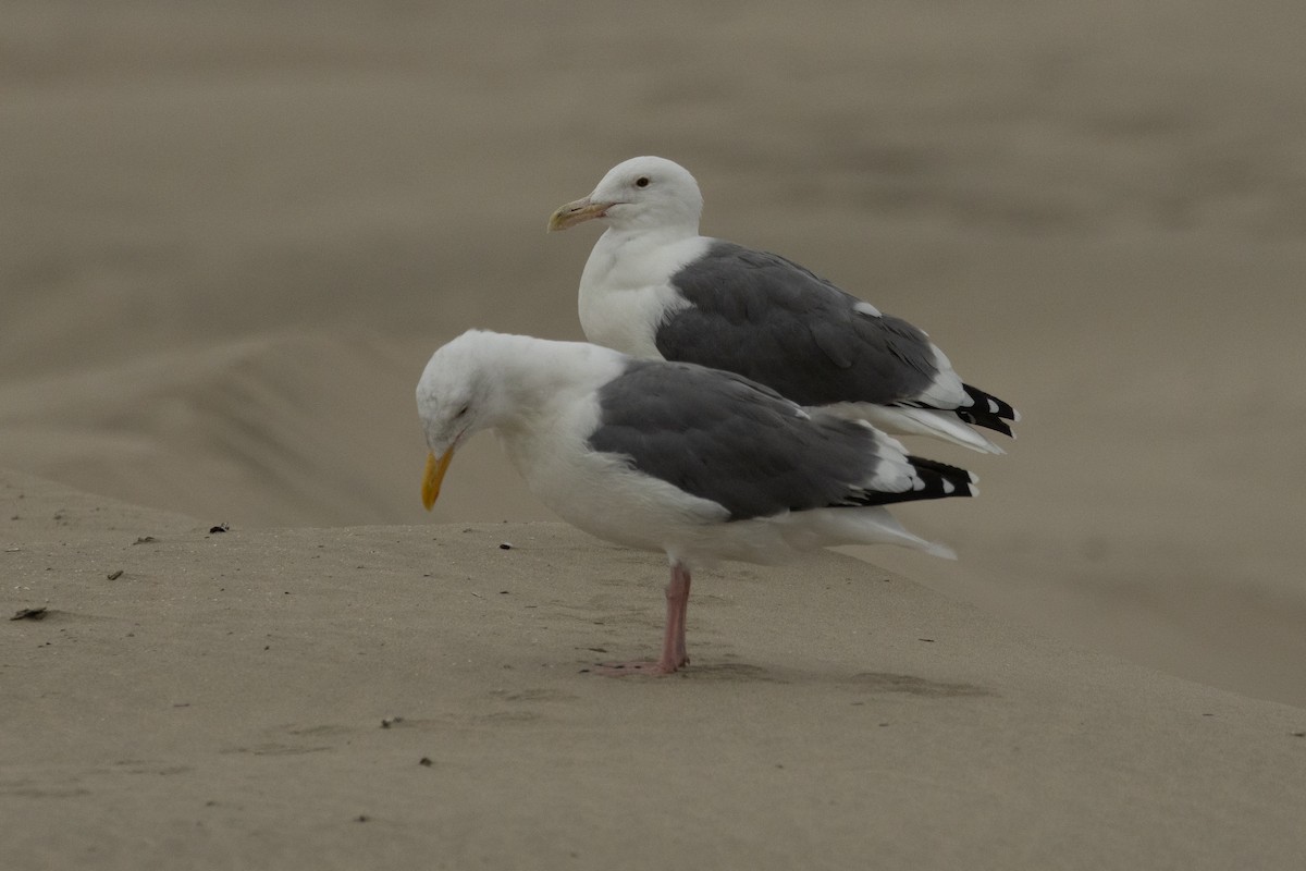 Western/Glaucous-winged Gull - ML642108046