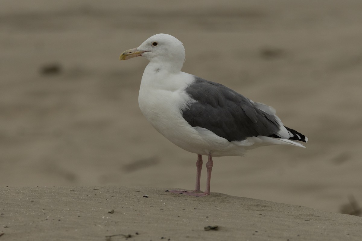 Western/Glaucous-winged Gull - ML642108047