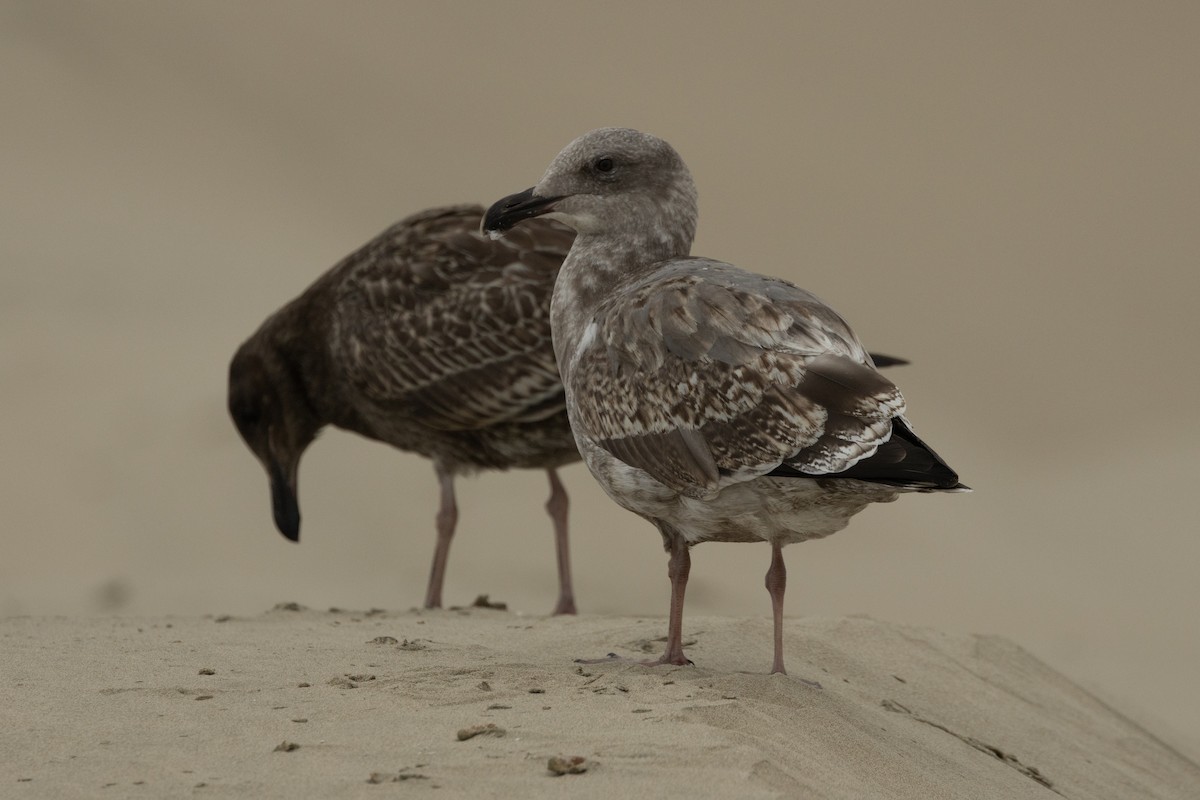 Western/Glaucous-winged Gull - ML642108048