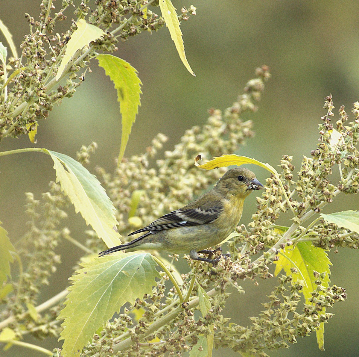 Lesser Goldfinch - ML642108055