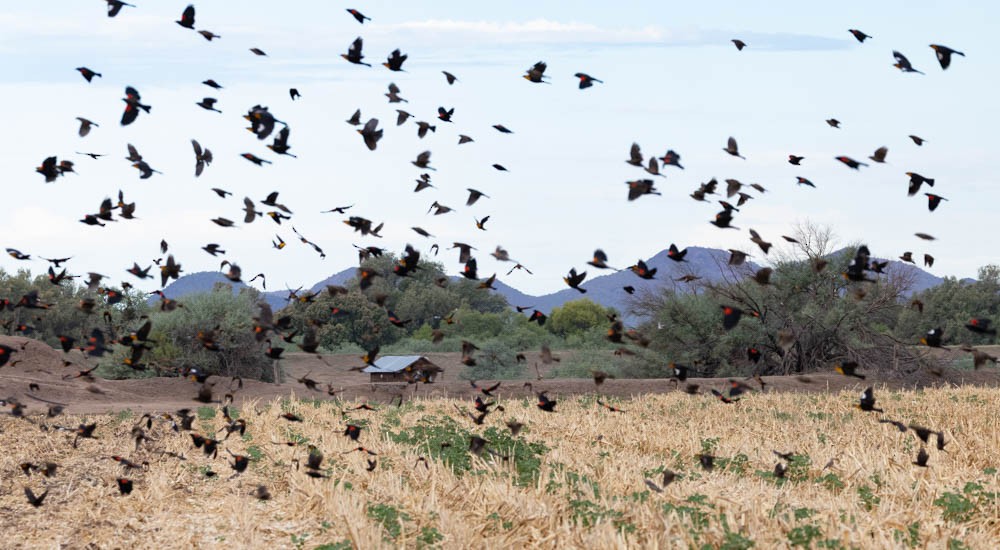 Red-winged Blackbird - ML642108056