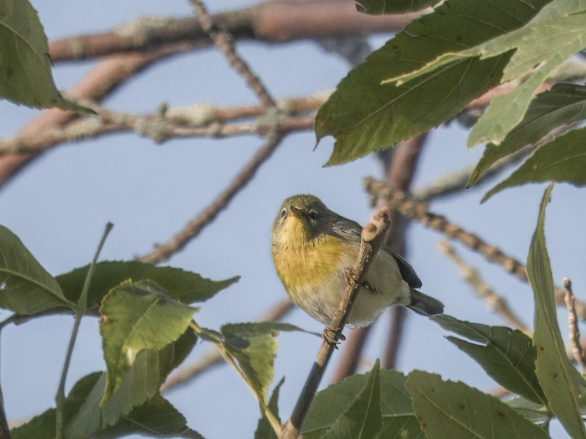 Northern Parula - ML642108057