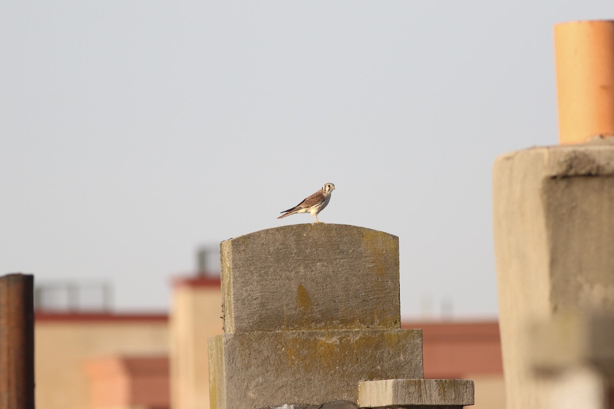 American Kestrel - ML642108058