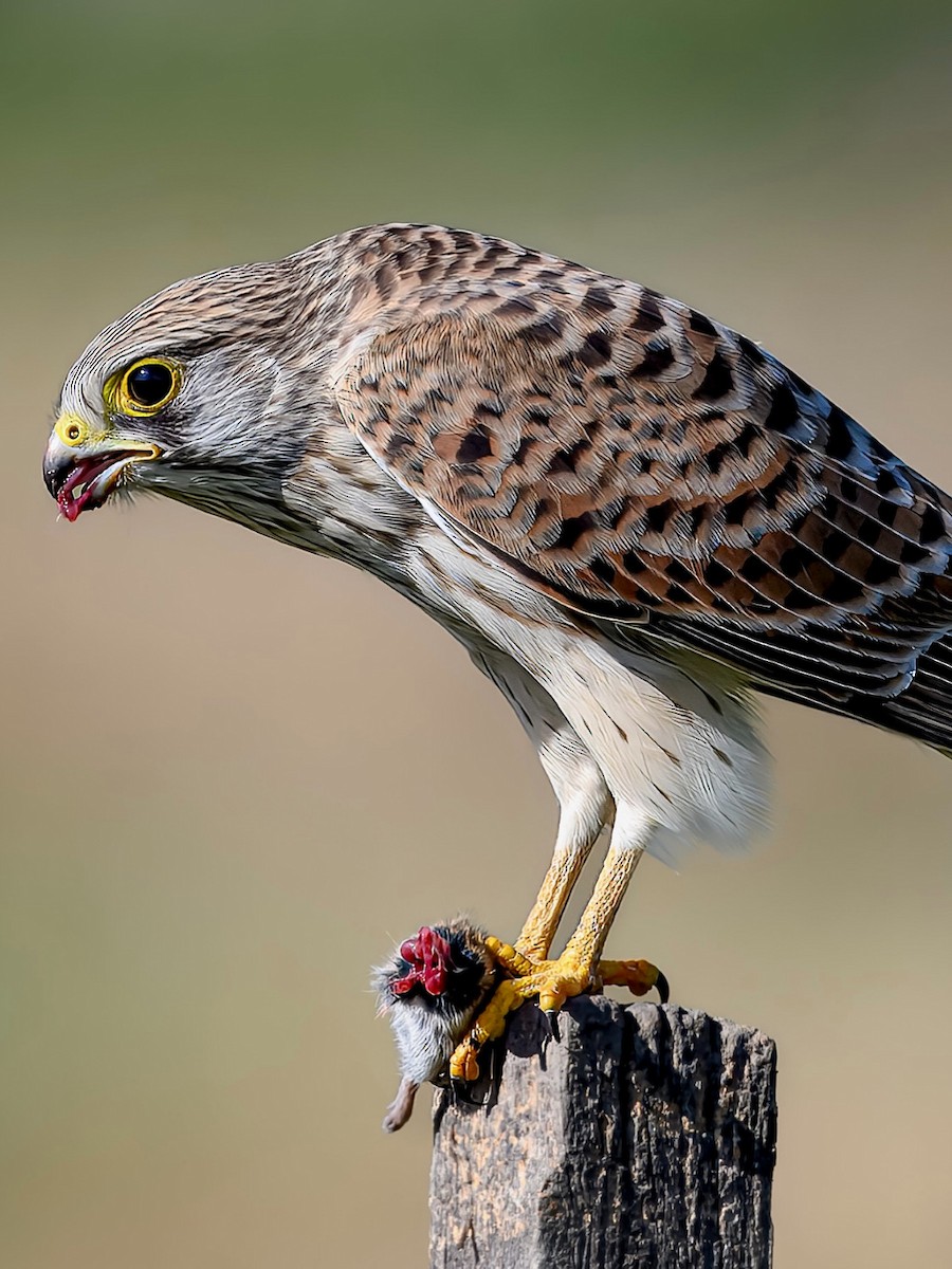 Eurasian Kestrel - ML642108059