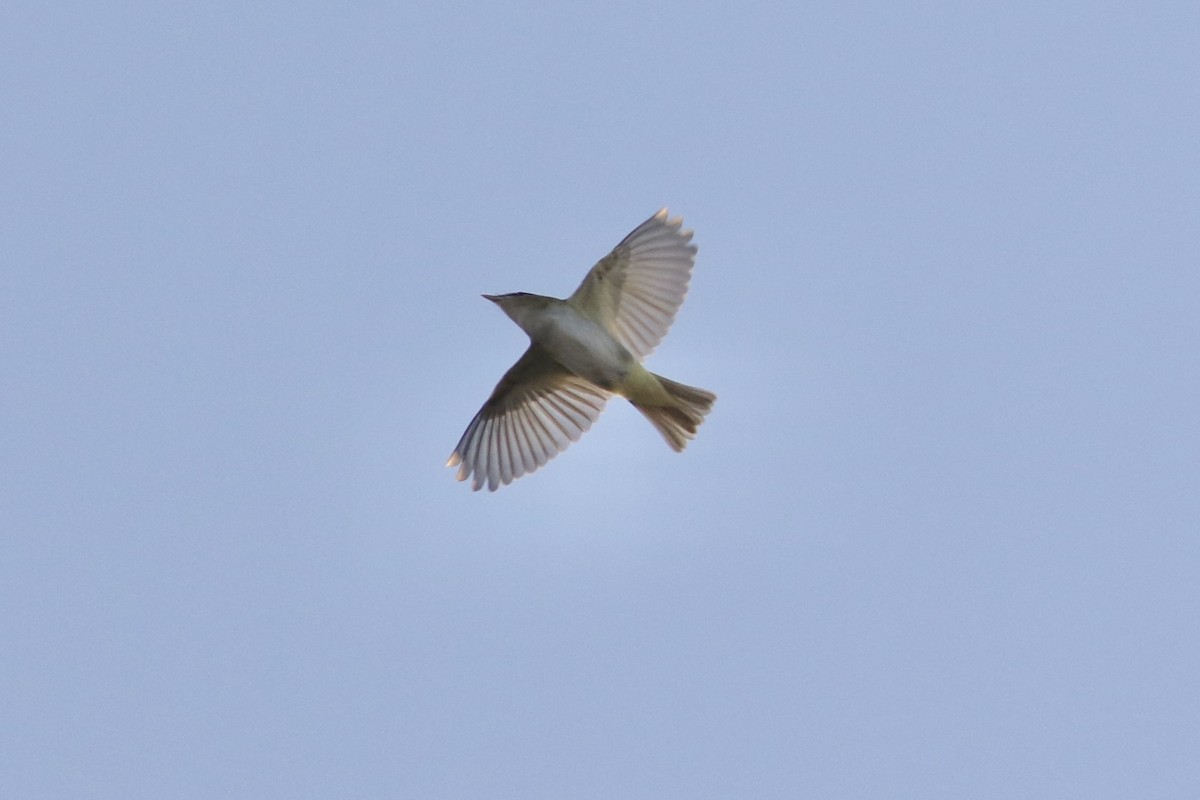 Red-eyed Vireo - ML642108060