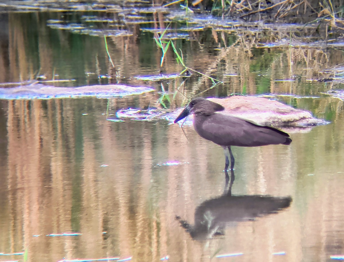 Hamerkop - ML642108061