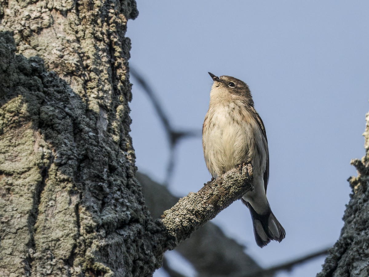 Yellow-rumped Warbler - ML642108062