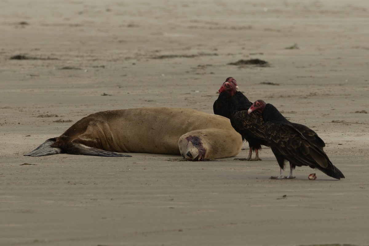 Turkey Vulture - ML642108063