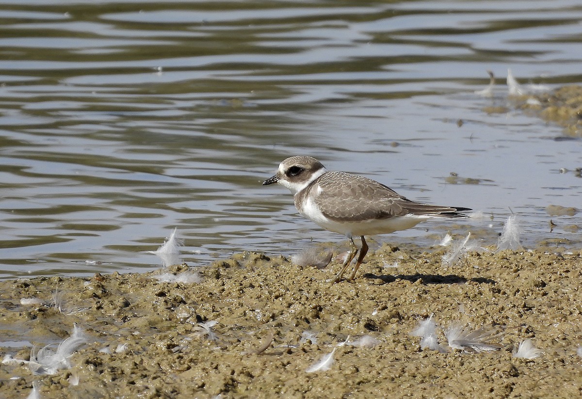 Common Ringed Plover - ML642108064