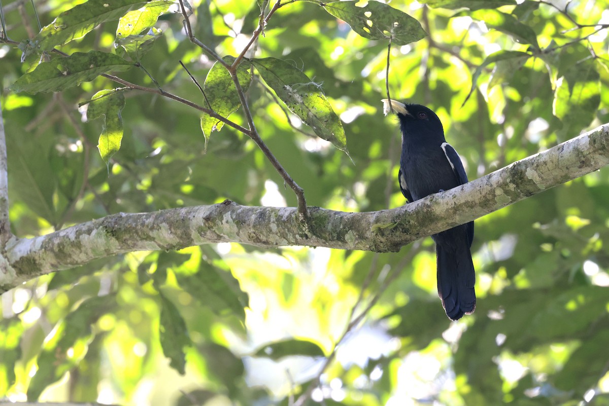Yellow-billed Nunbird - ML642108065