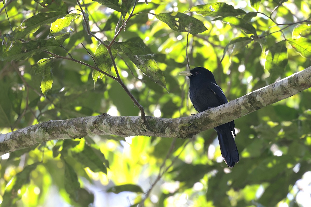 Yellow-billed Nunbird - ML642108066