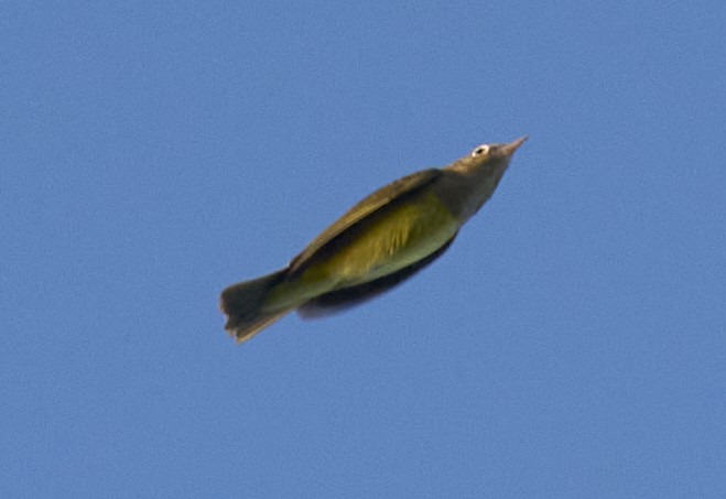 Connecticut Warbler - ML642108069