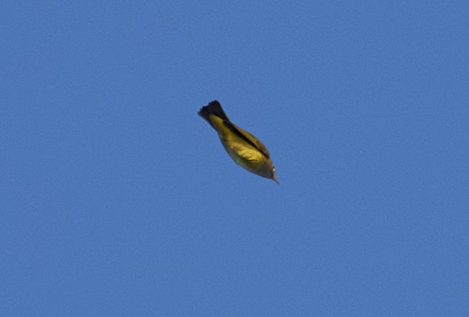 Connecticut Warbler - ML642108073