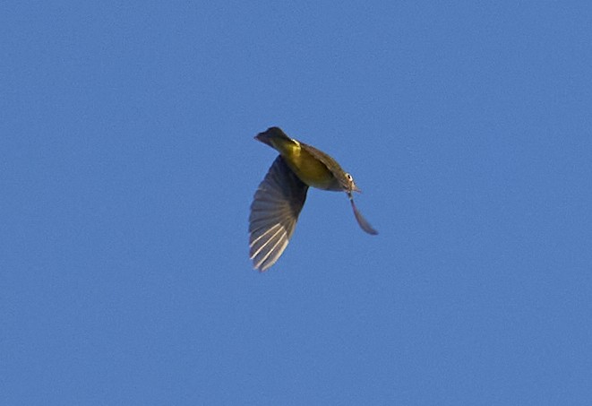 Connecticut Warbler - ML642108076