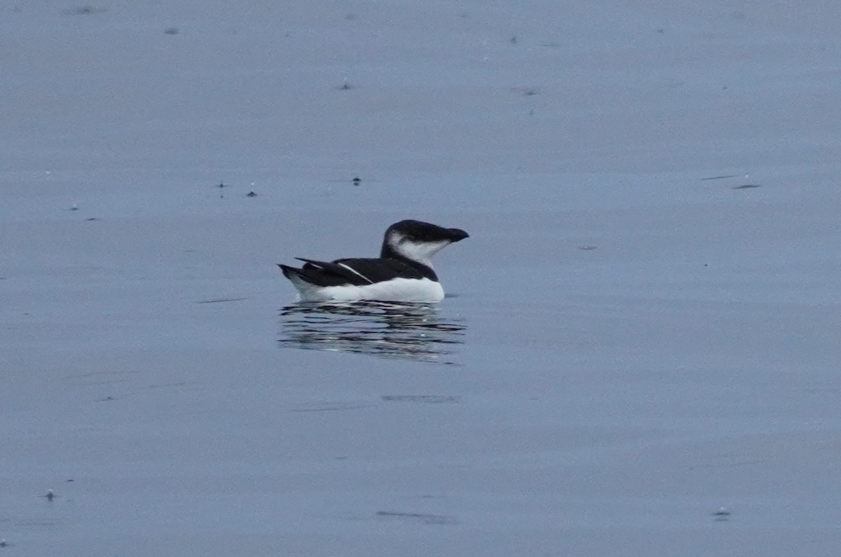 Razorbill - ML642108083