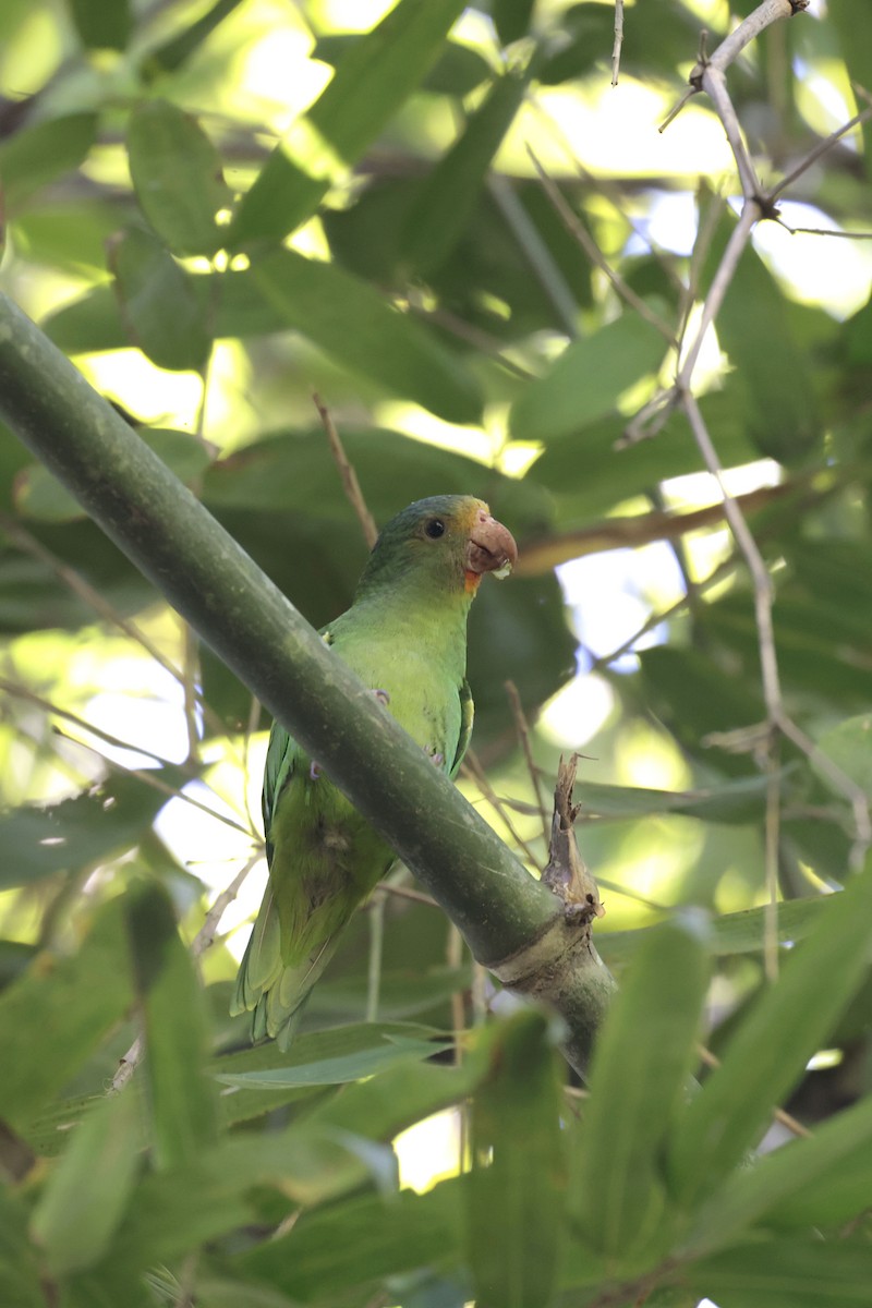 Cobalt-winged Parakeet - ML642108086