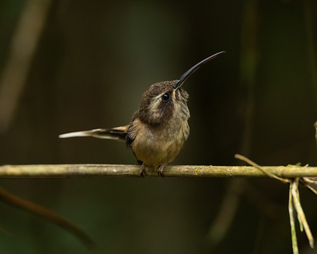 Dusky-throated Hermit - ML642108106
